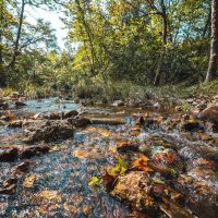 Big Branch 128 images 4