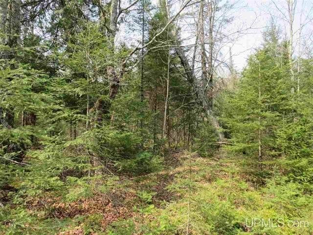 Wooded Mich 80 Acres 50074886 featured image