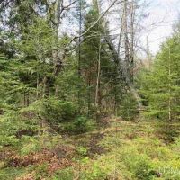Wooded Mich 80 Acres 50074886