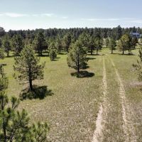 Black Forest 105 images 2