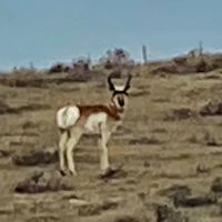 Recreational Paradise Hunting in Roy MT images 3