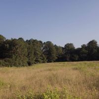 Peach Belt images 3