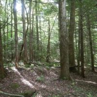 Beaver Dams Beauty