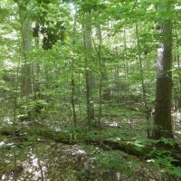 Beaver Dams Beauty images 4