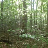 Beaver Dams Beauty images 5