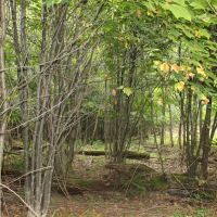 Deer Haven images 3
