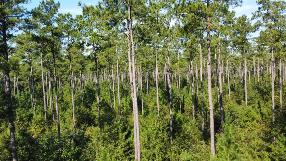 Lotts Creek Longleaf Turkey Whitetail Tract featured image