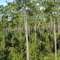 Lotts Creek Longleaf Turkey Whitetail Tract
