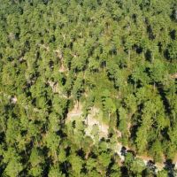 Lotts Creek Longleaf Turkey Whitetail Tract images 2