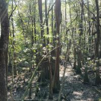 Lotts Creek Longleaf Turkey Whitetail Tract images 3