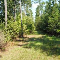 Lotts Creek Longleaf Turkey Whitetail Tract images 4