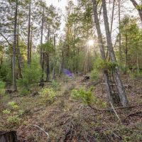 West Evans Creek Road TL205 images 2