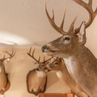 KK Acres images 4