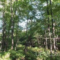 Michigan Wooded Recreational 80A 50090796 images 4