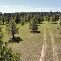 Black Forest 35 images 3