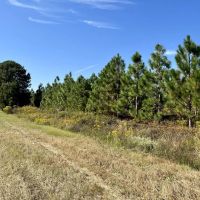 Double Rd frontage wooded home-site images 5