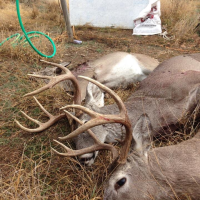 1,000 Acre White Tail Deer Lease