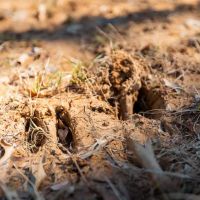 Whitetail 130 images 5