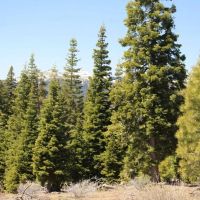 Deer Creek - 152 Acres - NF-348 Road Road 212 Paisley Oregon images 3