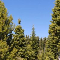 Deer Creek - 152 Acres - NF-348 Road Road 212 Paisley Oregon images 4