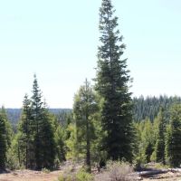 Deer Creek - 152 Acres - NF-348 Road Road 212 Paisley Oregon images 5