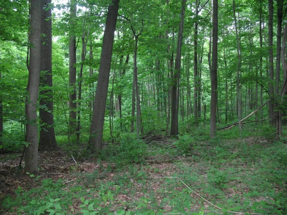 Shaffer Mountain featured image