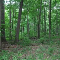 Shaffer Mountain