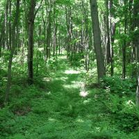 Shaffer Mountain images 2