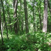 Shaffer Mountain images 4