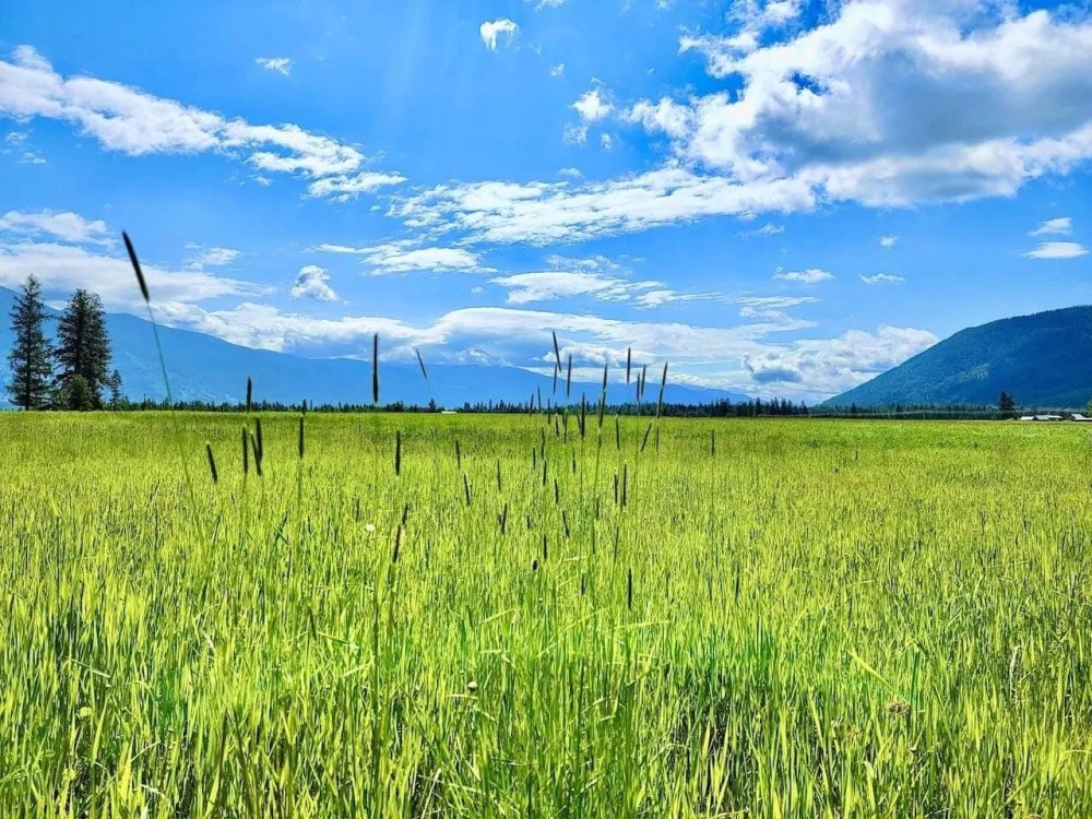 Western Montana Meadow featured image
