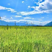 Western Montana Meadow