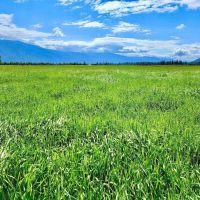 Western Montana Meadow images 3