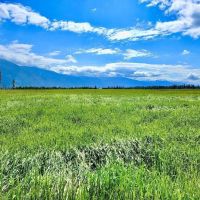 Western Montana Meadow images 4