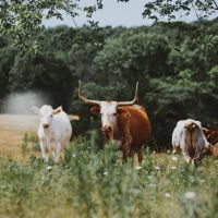 Camden County Longhorn Ranch images 2