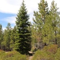 Quartz Mtn. Pass - 157.86 acres - Lakeview Oregon images 5