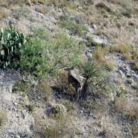 King Mountain Ranch near Midland TX images 4