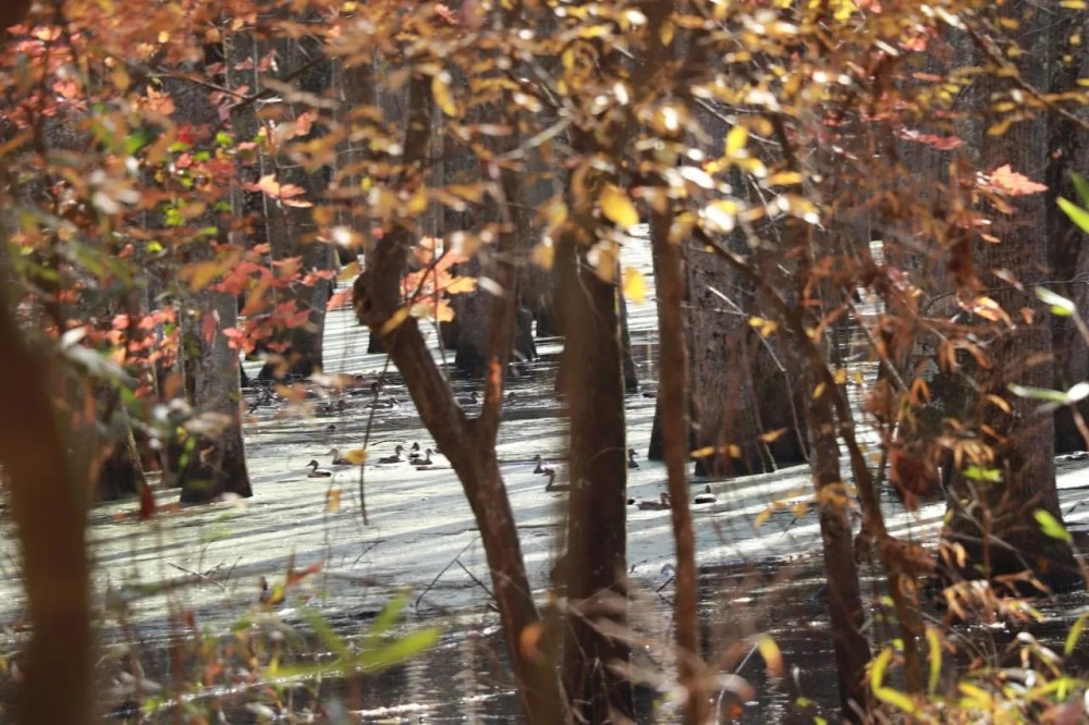 80 - Acres Duck Hunting Home Site Near Little Rock featured image