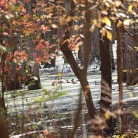 80 - Acres Duck Hunting Home Site Near Little Rock images 2