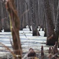 80 - Acres Duck Hunting Home Site Near Little Rock images 3