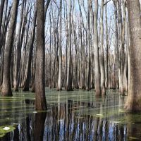 80 - Acres Duck Hunting Home Site Near Little Rock images 4