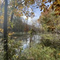 80 - Acres Duck Hunting Home Site Near Little Rock images 5