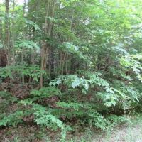 40 - 100 Wooded Acres 10073360 images 2