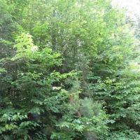 40 - 100 Wooded Acres 10073360 images 3
