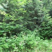 40 - 100 Wooded Acres 10073360 images 4