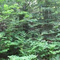 40 - 100 Wooded Acres 10073360 images 5