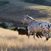 Grande Ronde River Legacy Ranch images 5