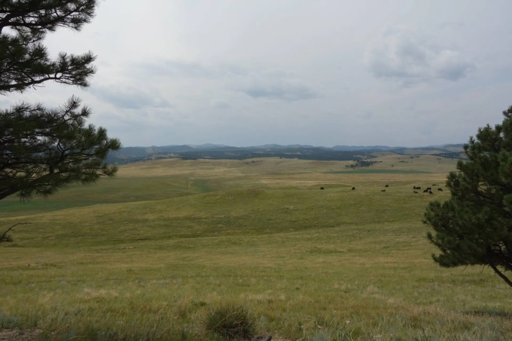 Timber Ridge Ranch featured image
