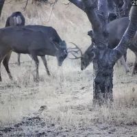 Bucks sparring