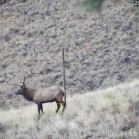 Yard elk  2