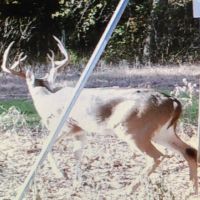 Texas Parker County Big Game - Whitetail Deer Hunts 2025